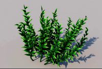 Knotweed Grass