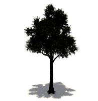 Cupressaceae Tree 3d Model model