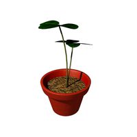 Flower pot