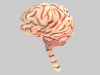 Brain High Resolution and UVs