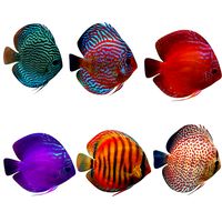 Alenquer Fish