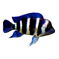 Fronto Fish