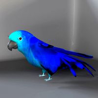 Parrot C