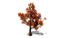 maple tree 3d model