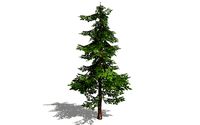 realistic pine tree 3d