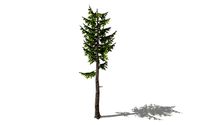 Forest Pine tree 3d