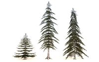 conifer tree collection