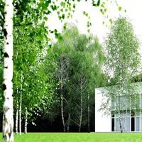 Betula Pendula 001-009 COLLECTION
