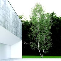 Betula Pendula 12,5m 005