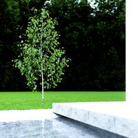 Betula Pendula 2,5m 001