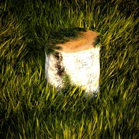 Birch stump