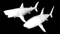 shark great white