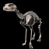 Animal Bone