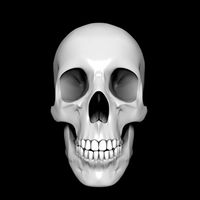 Skull