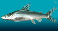 Sea Catfish