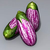 Aubergine