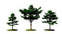 Terminalia ivorensis wind animation