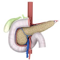 Anatomical model of human pancreas