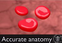 red blood cell
