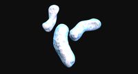 Bacteria (Burkholderia Cepacia) Rigged