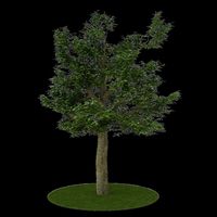 Tree 8