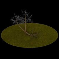 Tree 5 branches