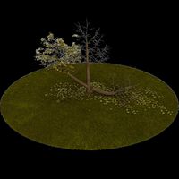 Tree 5