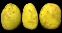 Potato Scan 02