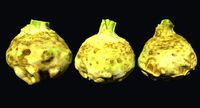 Celery Scan 01