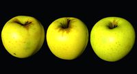 Apple Scan 03