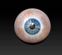 Eye