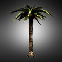 Palm Tree