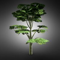 English Oak