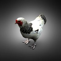 Hen