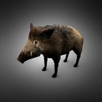Boar