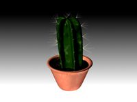 Cactus plant with vase
