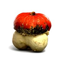 Pumpkin Turk's Cap