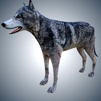 Wolf
