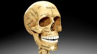 Female Skeleton Labeled, Rigged, and Animated