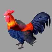 rooster Rigged