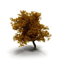 Broadleaf maple yellow 3D Model