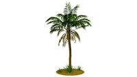 Palm tree