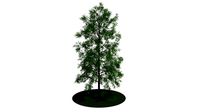 Big tree