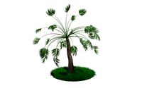 Palm tree 3