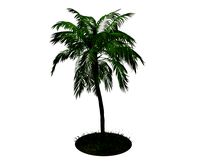 Palm Tree