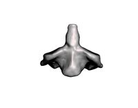 Second cervical vertebra axis