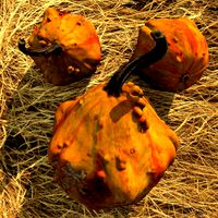 Pumpkin