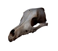 Roe Dear Skull