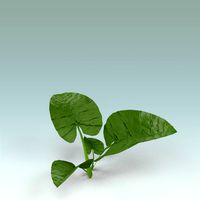 Leaves