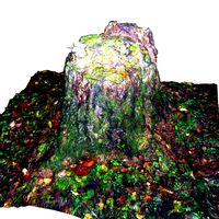 stump overgrown